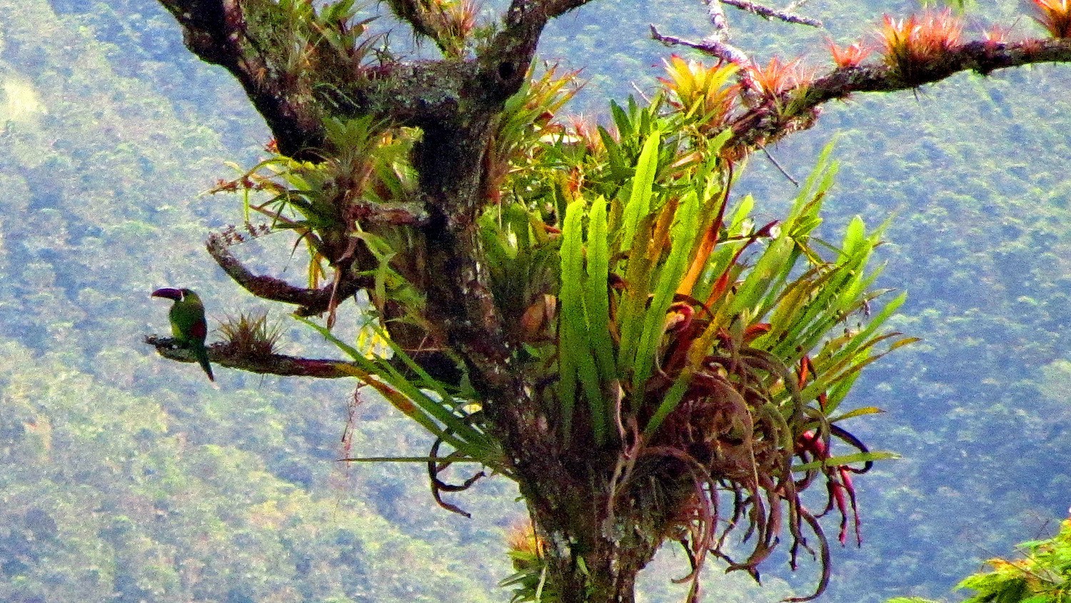 Green Toucan on the left branch